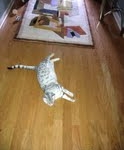 Meritu - Silver Egyptian Mau Male DOB 8-16-12