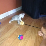 Meritu - Silver Egyptian Mau male DOB 8-16-12