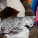 Meritu - Silver Egyptian Mau male DOB 8-16-12