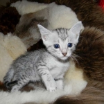 Meritu - Silver Egyptian Mau male DOB 8-16-12