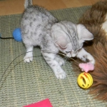 Meritu - Silver Egyptian Mau male DOB 8-16-12