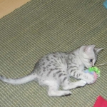 Meritu - Silver Egyptian Mau male DOB 8-16-12