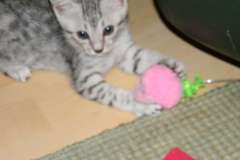 Cooper - Egyptain Mau Silver Male #1  DOB 8-16-12