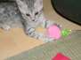 Cooper - Egyptain Mau Silver Male #1  DOB 8-16-12