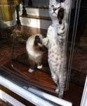 Cooper - Silver Egyptian Mau DOB 8-16-12