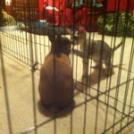 Cooper - Silver Egyptian Mau DOB 8-16-12