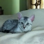 Cooper - Silver Egyptian Mau DOB 8-16-12