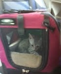 Cooper - Silver Egyptian Mau DOB 8-16-12