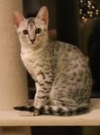 Cooper - Silver Egyptian Mau DOB 8-16-12