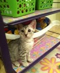 Cooper - Silver Egyptian Mau DOB 8-16-12