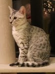 Cooper - Silver Egyptian Mau DOB 8-16-12