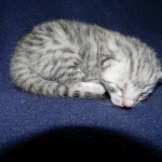 Cooper - Silver Egyptian Mau DOB 8-16-12