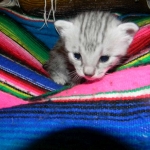 Cooper - Silver Egyptian Mau DOB 8-16-12