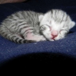Cooper - Silver Egyptian Mau DOB 8-16-12