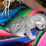 Cooper - Silver Egyptian Mau DOB 8-16-12