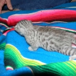Cooper - Silver Egyptian Mau DOB 8-16-12