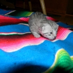 Cooper - Silver Egyptian Mau DOB 8-16-12