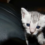 Cooper - Silver Egyptian Mau DOB 8-16-12