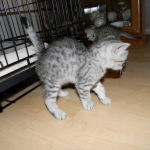 Cooper - Silver Egyptian Mau DOB 8-16-12
