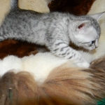 Cooper - Silver Egyptian Mau DOB 8-16-12
