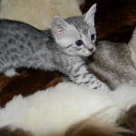 Cooper - Silver Egyptian Mau DOB 8-16-12