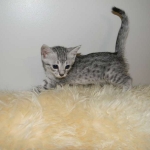 Cooper - Silver Egyptian Mau DOB 8-16-12