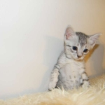 Cooper - Silver Egyptian Mau DOB 8-16-12