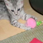 Cooper - Silver Egyptian Mau DOB 8-16-12