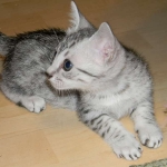 Cooper - Silver Egyptian Mau DOB 8-16-12