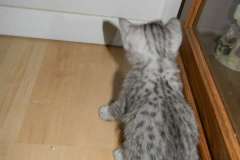 Merik Egyptain Mau Silver Male  DOB 8-16-12