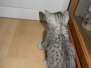Merik Egyptain Mau Silver Male  DOB 8-16-12