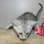 Merik - Silver Egyptian Mau Male DOB 8-16-12