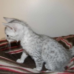 Merik - Silver Egyptian Mau Male DOB 8-16-12