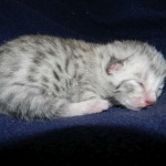 Merik - Silver Egyptian Mau Male DOB 8-16-12