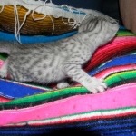 Merik - Silver Egyptian Mau Male DOB 8-16-12