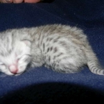 Merik - Silver Egyptian Mau Male DOB 8-16-12