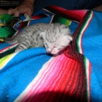 Merik - Silver Egyptian Mau Male DOB 8-16-12