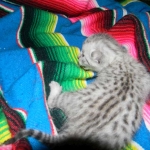 Merik - Silver Egyptian Mau Male DOB 8-16-12