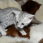 Merik - Silver Egyptian Mau Male DOB 8-16-12