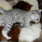Merik - Silver Egyptian Mau Male DOB 8-16-12
