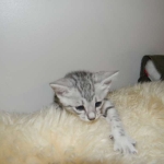 Merik - Silver Egyptian Mau Male DOB 8-16-12