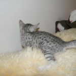 Merik - Silver Egyptian Mau Male DOB 8-16-12
