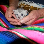 Merik - Silver Egyptian Mau Male DOB 8-16-12