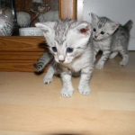 Merik - Silver Egyptian Mau Male DOB 8-16-12