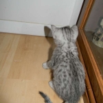 Merik - Silver Egyptian Mau Male DOB 8-16-12