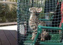 Siraj - F-1 Savannah Male 4-23-12