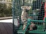 Siraj - F-1 Savannah Male 4-23-12