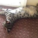 Siraj - F-1 Savannah male DOB 4-23-12