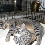 Siraj - F-1 Savannah male DOB 4-23-12