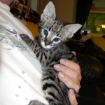 Siraj - F-1 Savannah male DOB 4-23-12